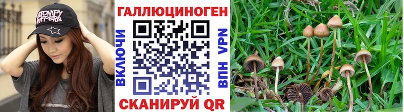 Галлюциногенные грибы Psilocybine cubensis  купить  цена  МЕГА ссылки  Собинка 